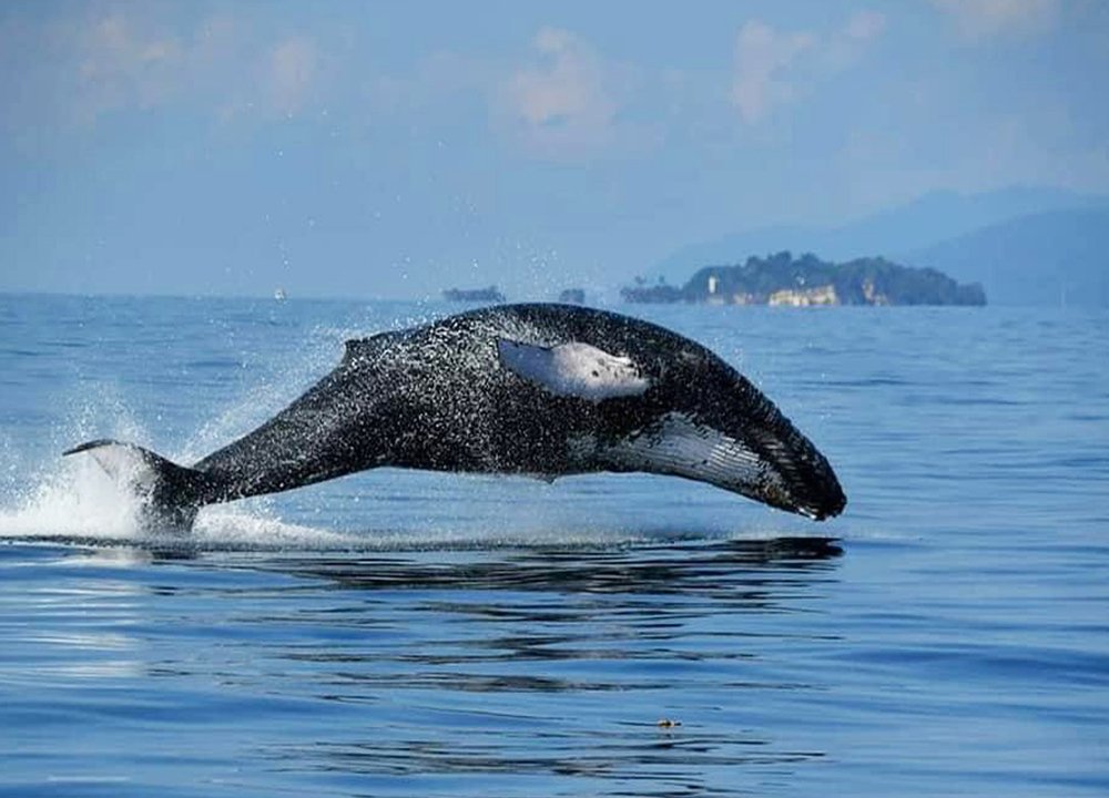 Samana Whale Watching Tours at Best Low Price with DDD!