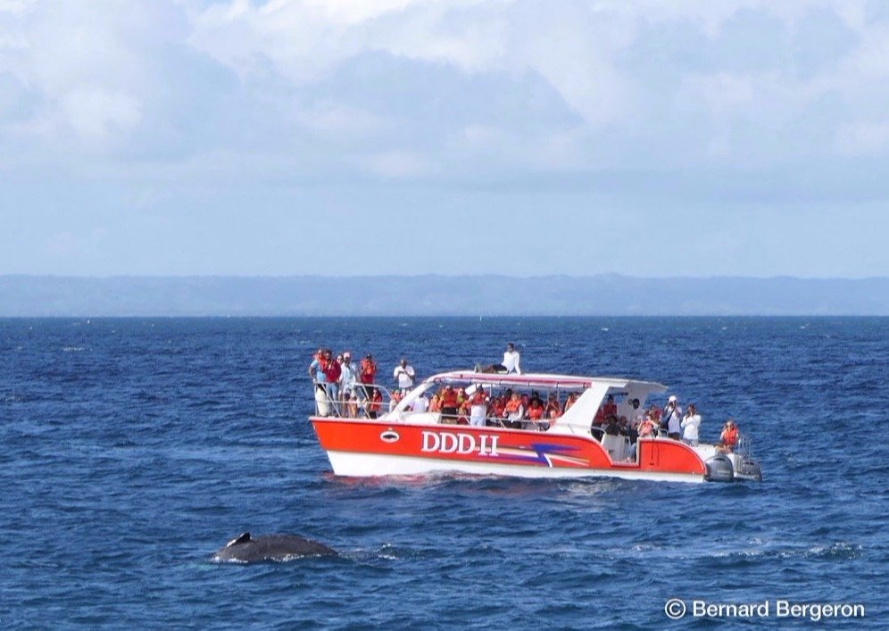 Samana Whale Watching Tours