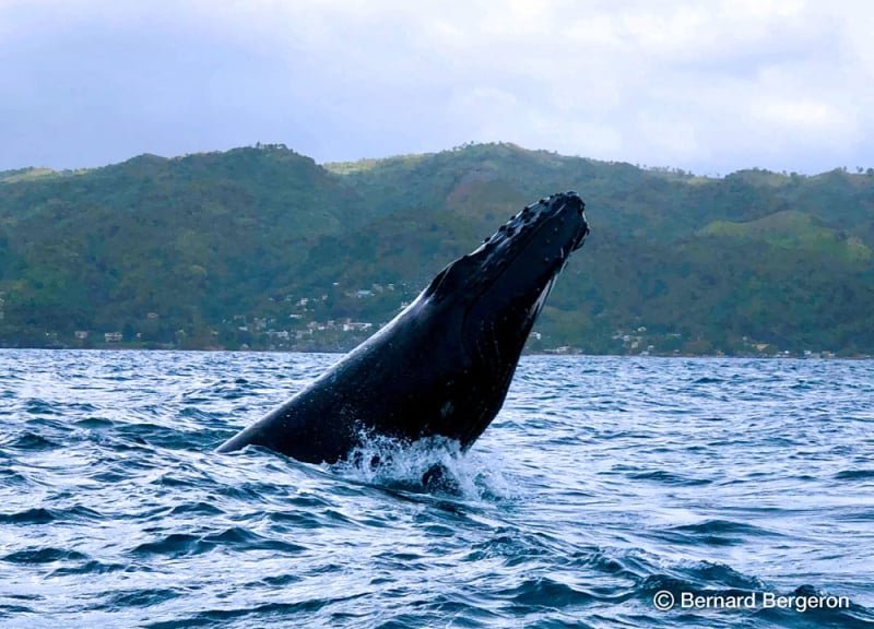 Meilleures Excursions pour voir les Baleines a Samana.